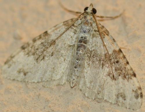Xanthorhoe fluctuata